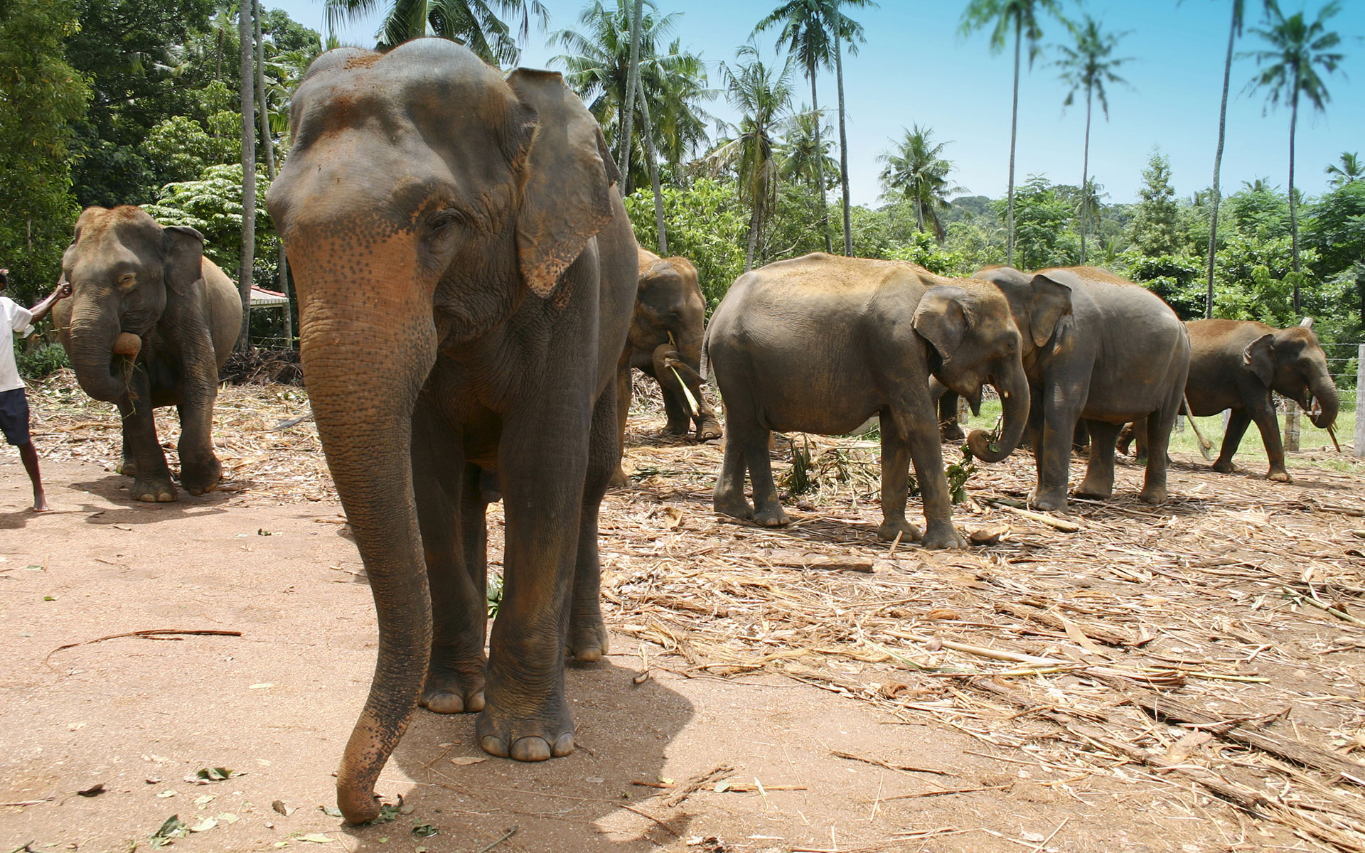 srilanka-pozemky-sloni